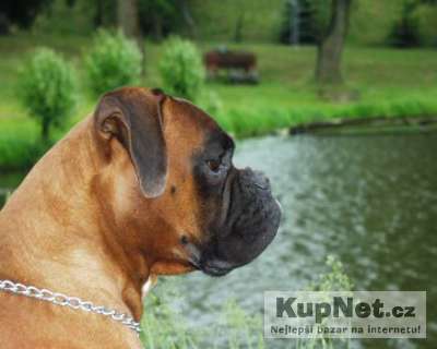 kryci-pes--boxer-73906-foto1.jpg