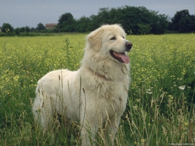 pes_bianca--400x300.jpg